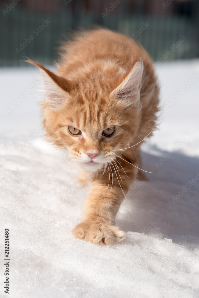 Maine coon 