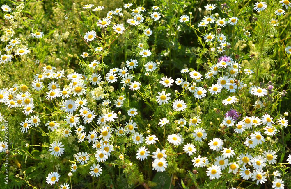 Wild chamomiles at summer. Wild chamomiles at summer.
