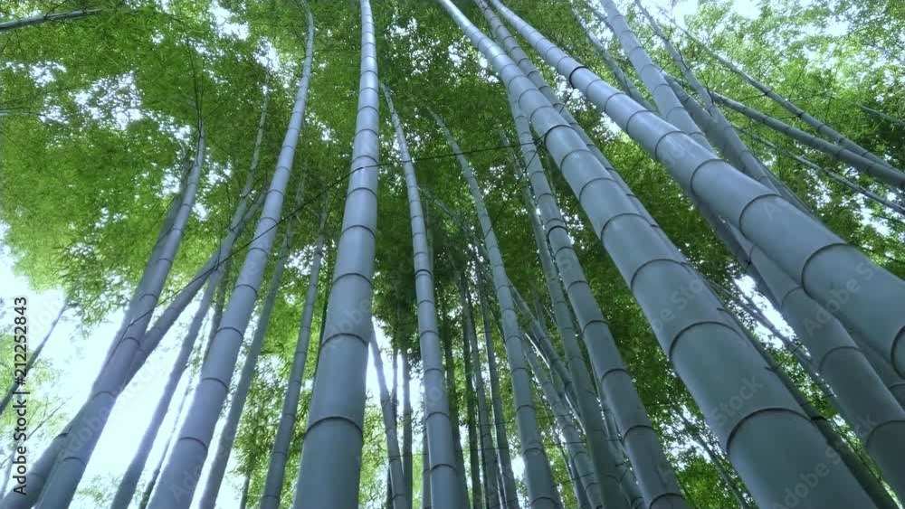 Bamboo Forest in Japan - a wonderful place for recreation - TOKYO / JAPAN - JUNE 17, 2018 Bamboo Forest in Japan - a wonderful place for recreation - TOKYO / JAPAN - JUNE 17, 2018