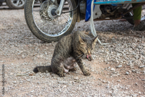 tabby cat lick foot