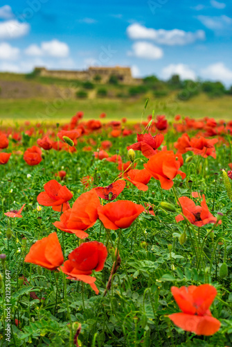 Fototapeta Naklejka Na Ścianę i Meble -  Rote Blumen Landschaft Mohnblumen Wiese Feld mit Bauernhof und Wolken Himmel Blau