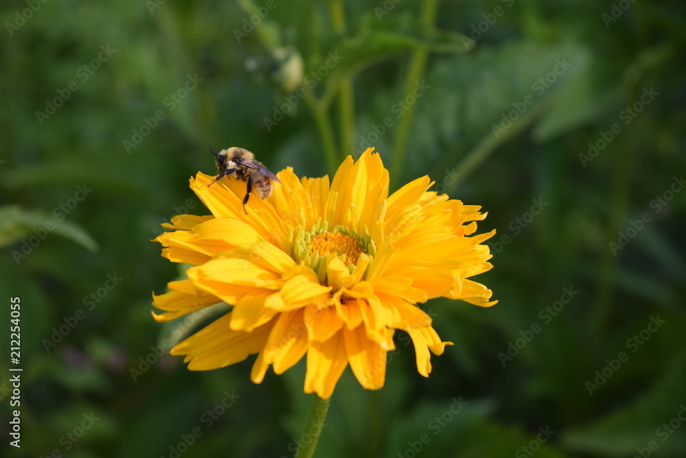 Bee on Sunflower Heliopsus flower Bee on Sunflower Heliopsus flower
