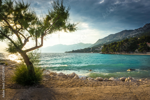 Azure water on the beach in Brela with a tree in the foreground. Dalmatia, Croatia