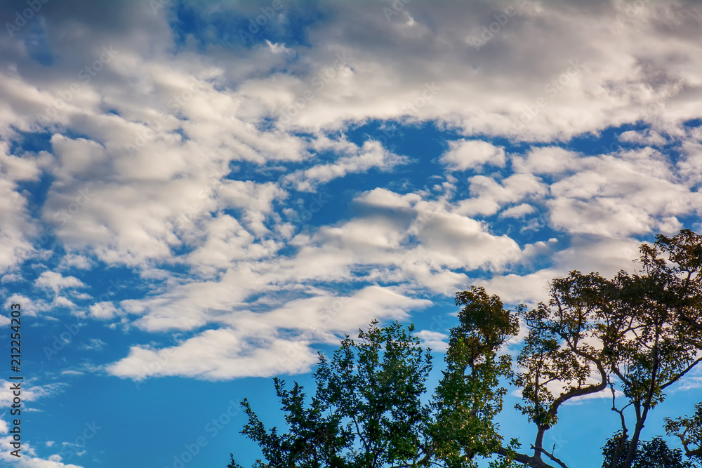 The branch on blue cloudy sky on bright natural background. The branch on blue cloudy sky on bright natural background.