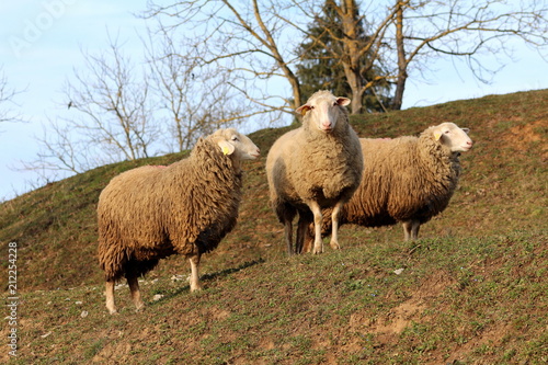 Three older sheep standing on top of hill on warm sunny winter day with tall trees and blue sky in background
