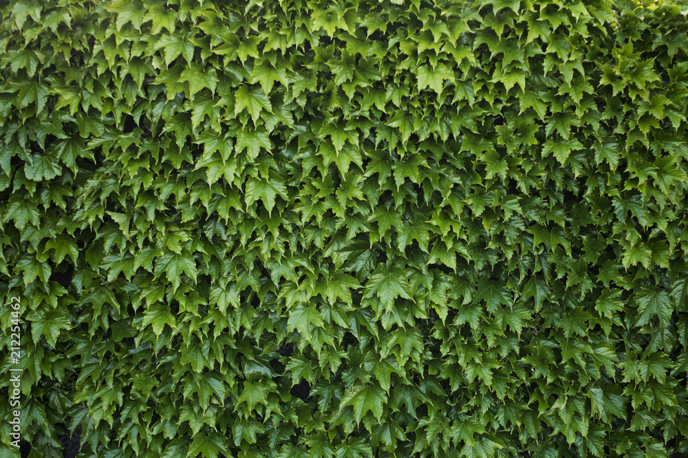 fence overgrown with ivy fence overgrown with ivy