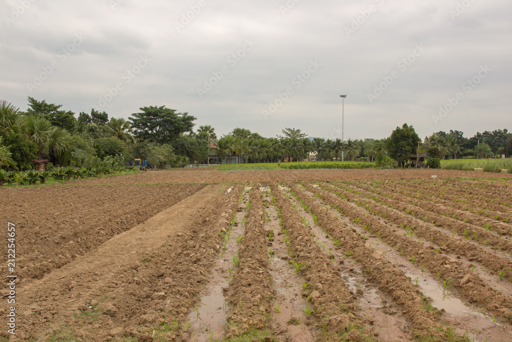 farmland for agriculture in thailand farmland for agriculture in thailand