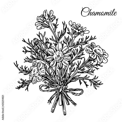 Bouquet of chamomile pharmacy. Sketch. Engraving style. Vector illustration.