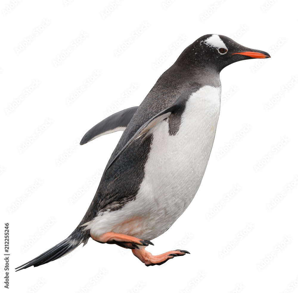 Obraz premium Gentoo penguin isolated on white