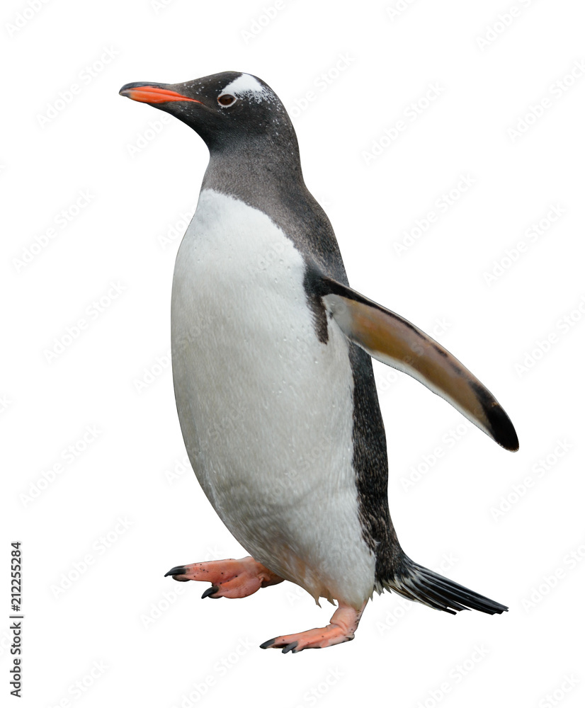 Obraz premium Gentoo penguin isolated on white