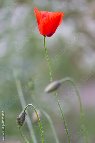 Fototapeta Naklejka Na Ścianę i Meble -  Red poppies field, remembrance day symbol