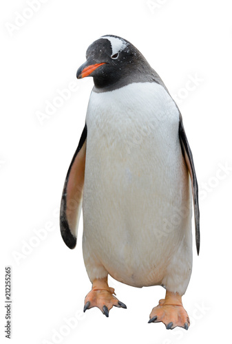 Gentoo penguin isolated on white