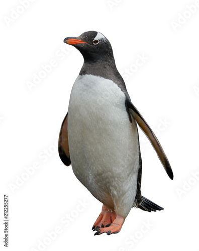 Gentoo penguin isolated on white