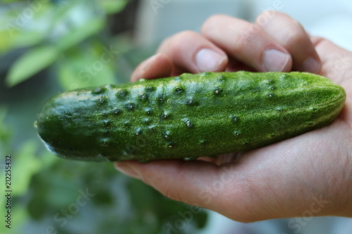 Cucumber in hand