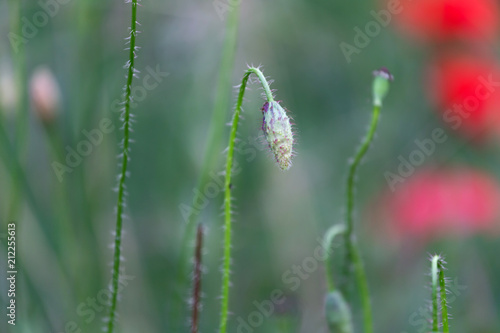Fototapeta Naklejka Na Ścianę i Meble -  Red poppies field, remembrance day symbol