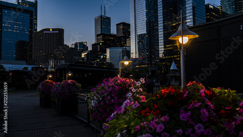 Photography night flowers in toronto