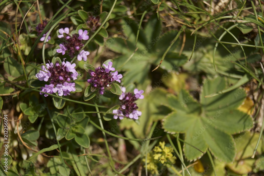 Wild flowers - Thyme blossom (Thymus serpyllum)
