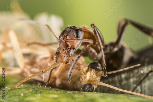 Red ant (Formica polyctena) kills the victim © Andrey Burmakin