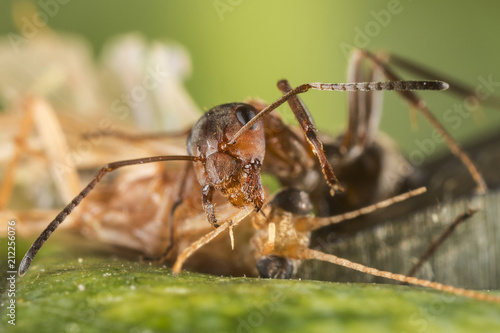 Red ant (Formica polyctena) kills the victim