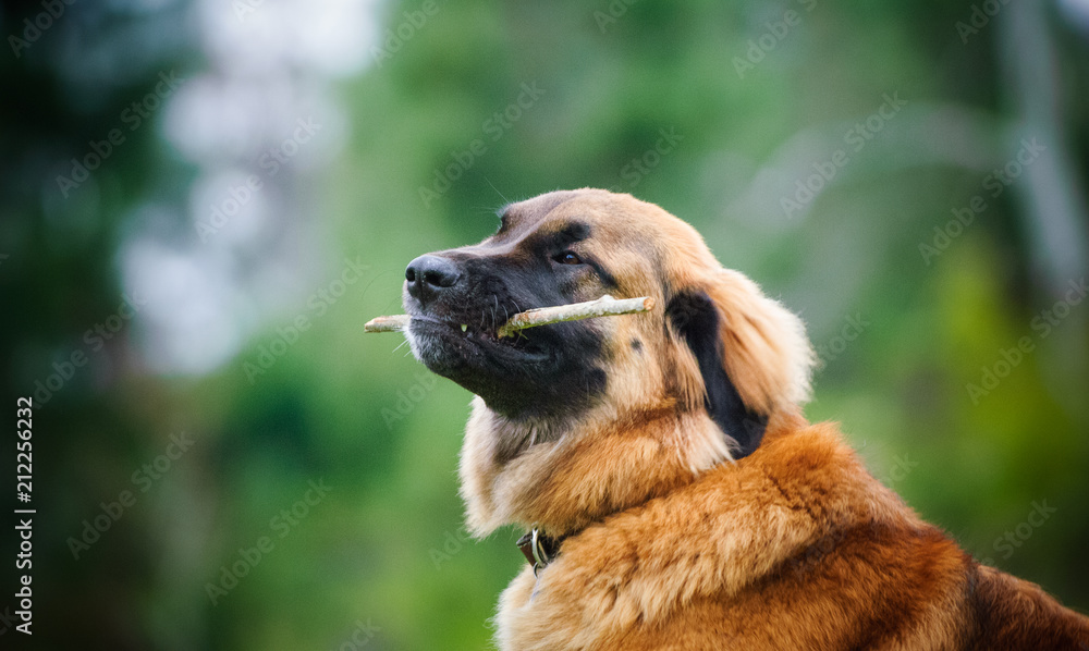 Leonberger dog outdoor portrait holding stick in mouth