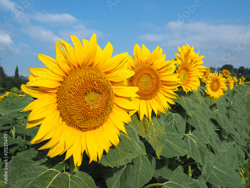 Yellow sunflowers. Wonderful rural landscape of sunflower field in sunny day