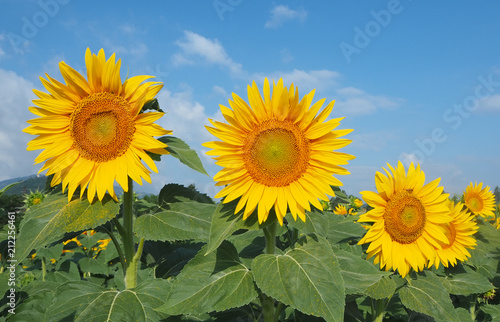 Yellow sunflowers. Wonderful rural landscape of sunflower field in sunny day