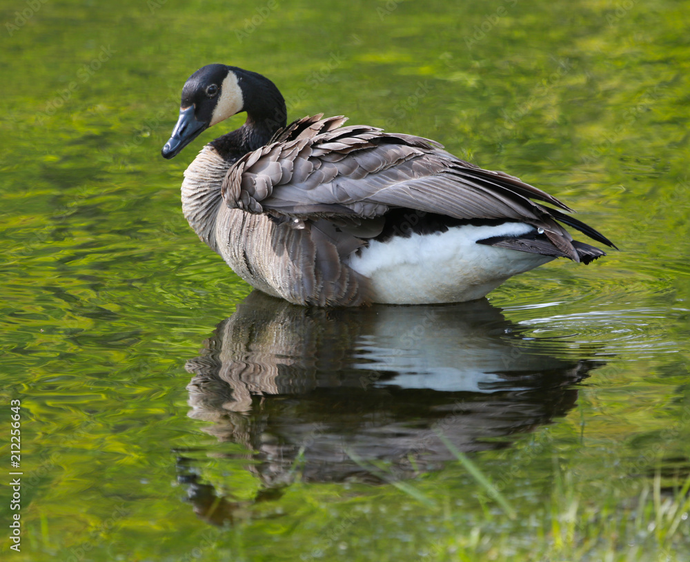 Canada goose sitting in shallow river with bright green reflection in surface of water Canada goose sitting in shallow river with bright green reflection in surface of water