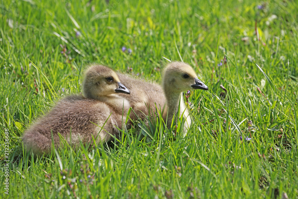gooslings resting in green grass waiting for mama to come gooslings resting in green grass waiting for mama to come