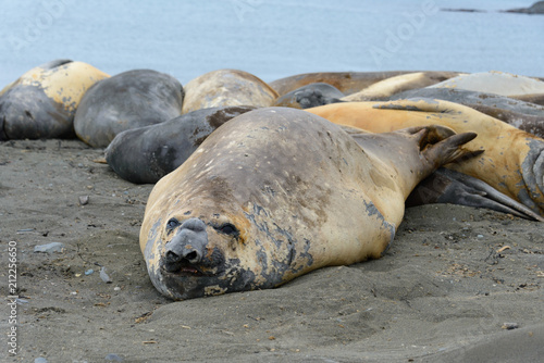 Elephant seal sleeping