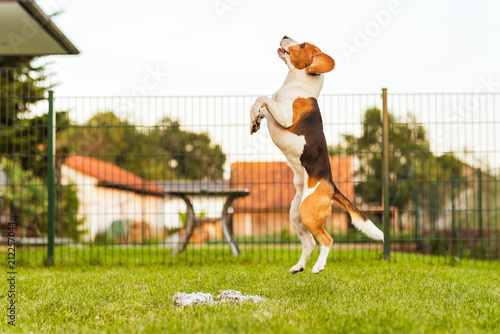 Fototapeta Naklejka Na Ścianę i Meble -  Dog run Beagle fun and jumping
