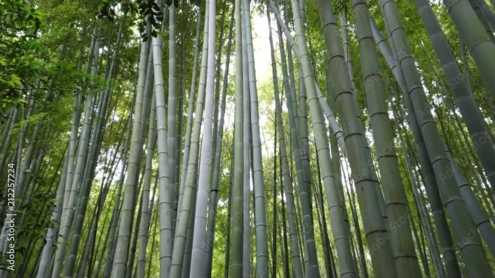 Walking through a Bamboo Forest in Japan - TOKYO / JAPAN - JUNE 17, 2018 Walking through a Bamboo Forest in Japan - TOKYO / JAPAN - JUNE 17, 2018