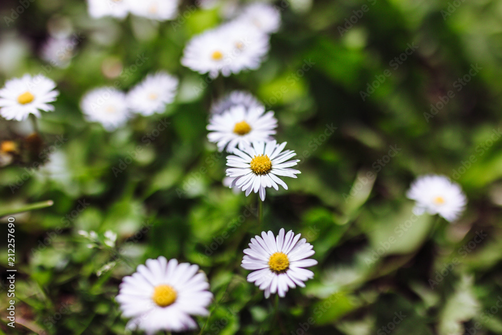 Blooming in the green grass daisy. Means of traditional medicine. Blooming in the green grass daisy. Means of traditional medicine.