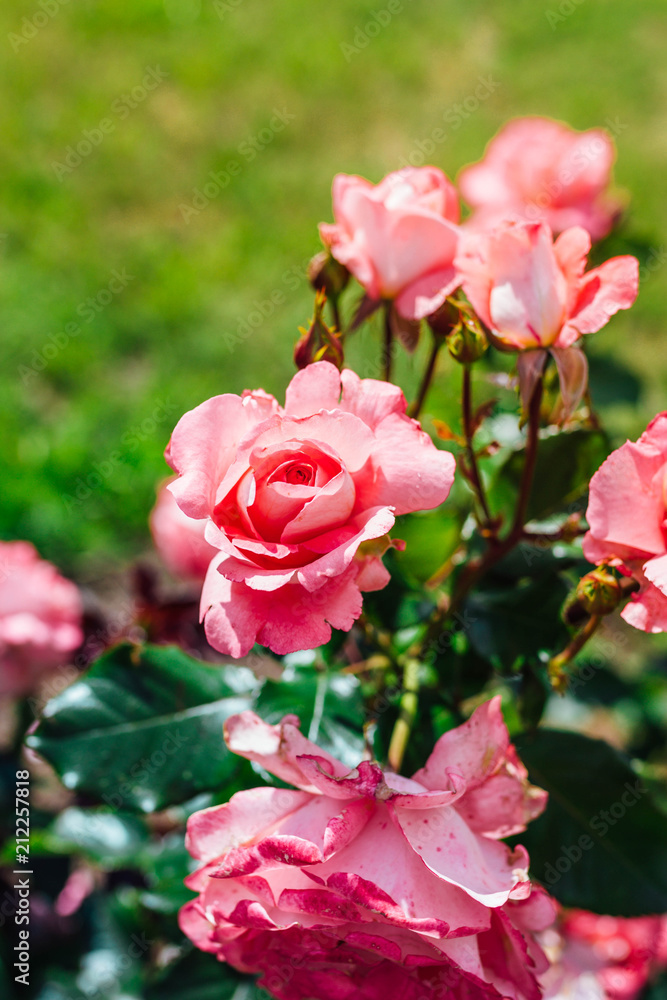 blooming pink roses in summer garden blooming pink roses in summer garden
