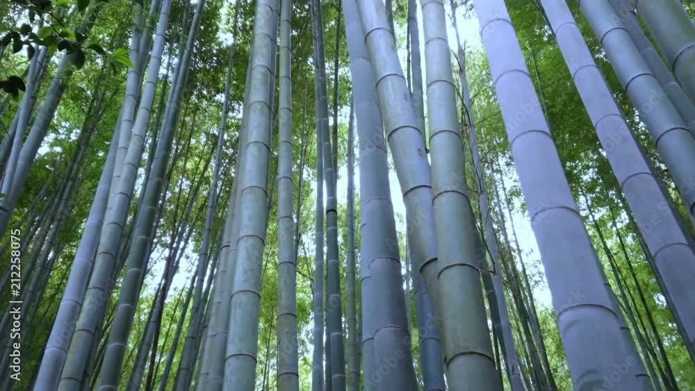 Walking through a Bamboo Forest in Japan - TOKYO / JAPAN - JUNE 17, 2018 Walking through a Bamboo Forest in Japan - TOKYO / JAPAN - JUNE 17, 2018