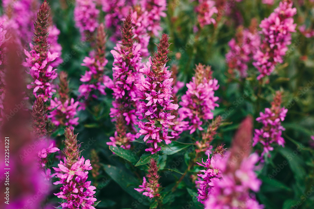 Fototapeta premium dactylorhiza praetermissa flowers in bloom