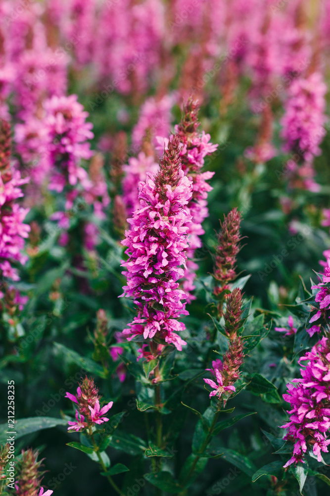 Obraz premium dactylorhiza praetermissa flowers in bloom