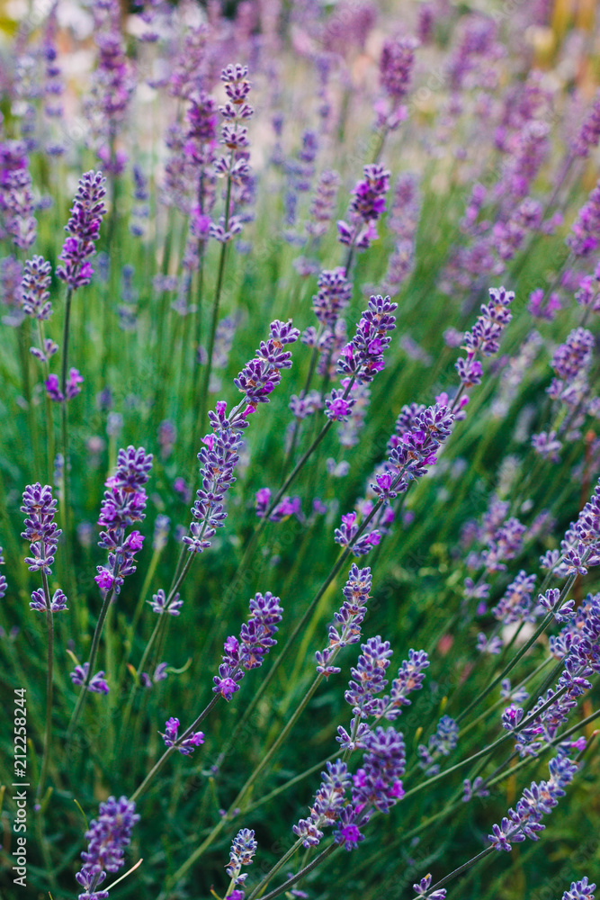 Lavender Flowers in garden Lavender Flowers in garden