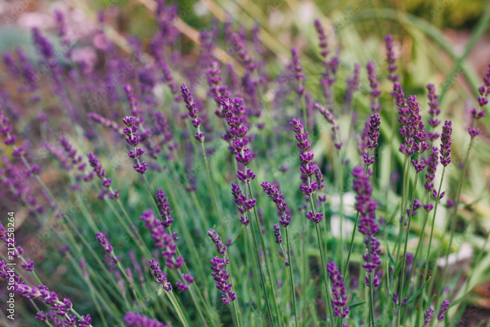 Lavender Flowers in garden Lavender Flowers in garden