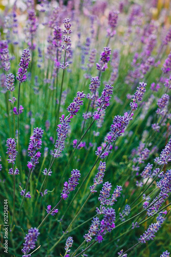 Lavender Flowers in garden