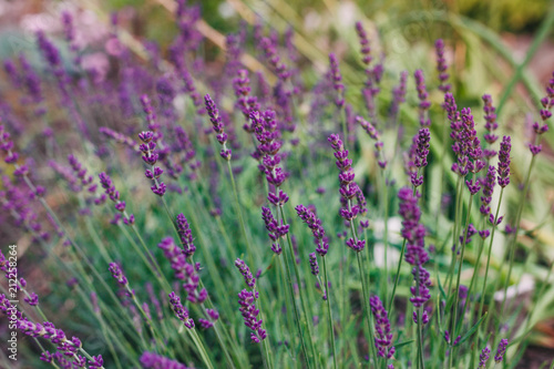 Lavender Flowers in garden © Дарья Герасимова