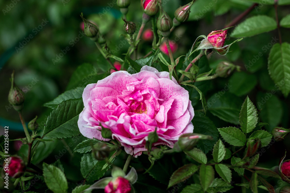 blooming pink pion roses in summer garden blooming pink pion roses in summer garden