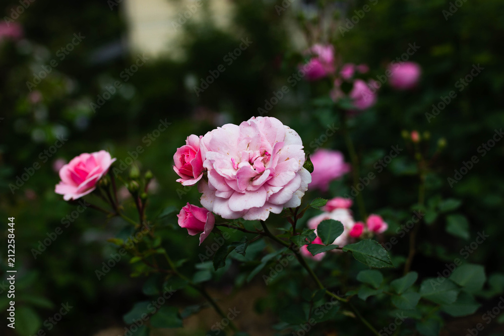 blooming pink pion roses in summer garden blooming pink pion roses in summer garden