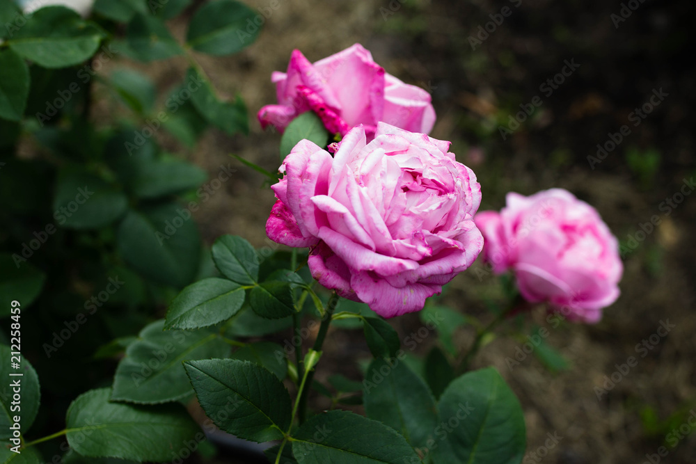 blooming pink pion roses in summer garden blooming pink pion roses in summer garden