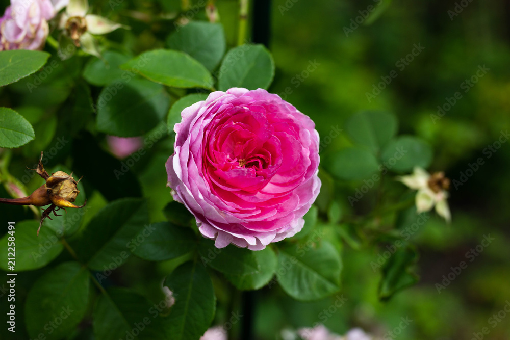 blooming pink pion roses in summer garden
