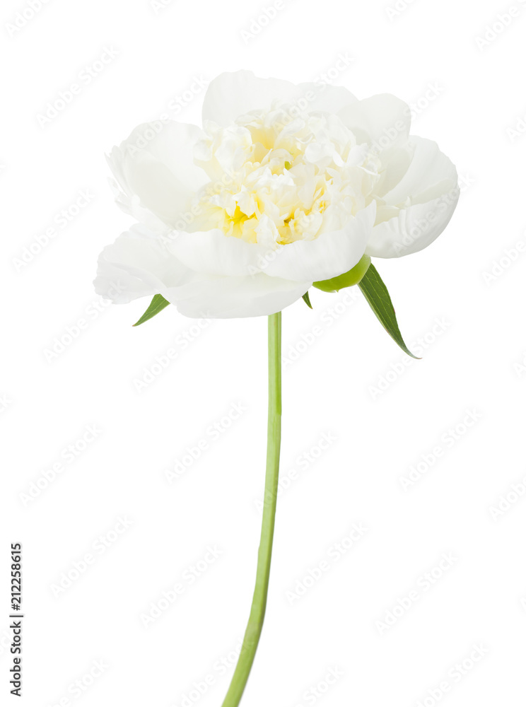 Obraz premium White peony isolated on white background.