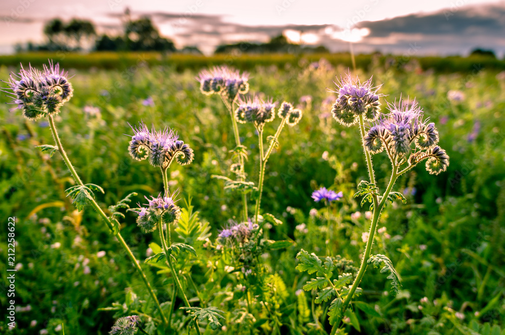 Phacelia tanacetifolia Phacelia tanacetifolia