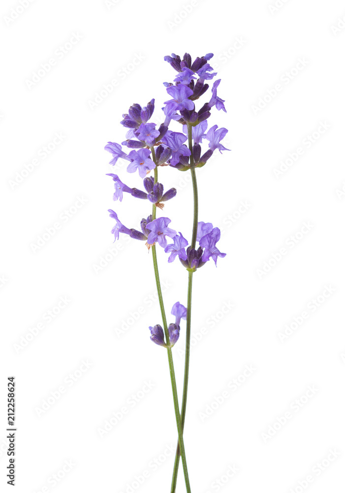Fototapeta Two sprigs of lavender isolated on white background.