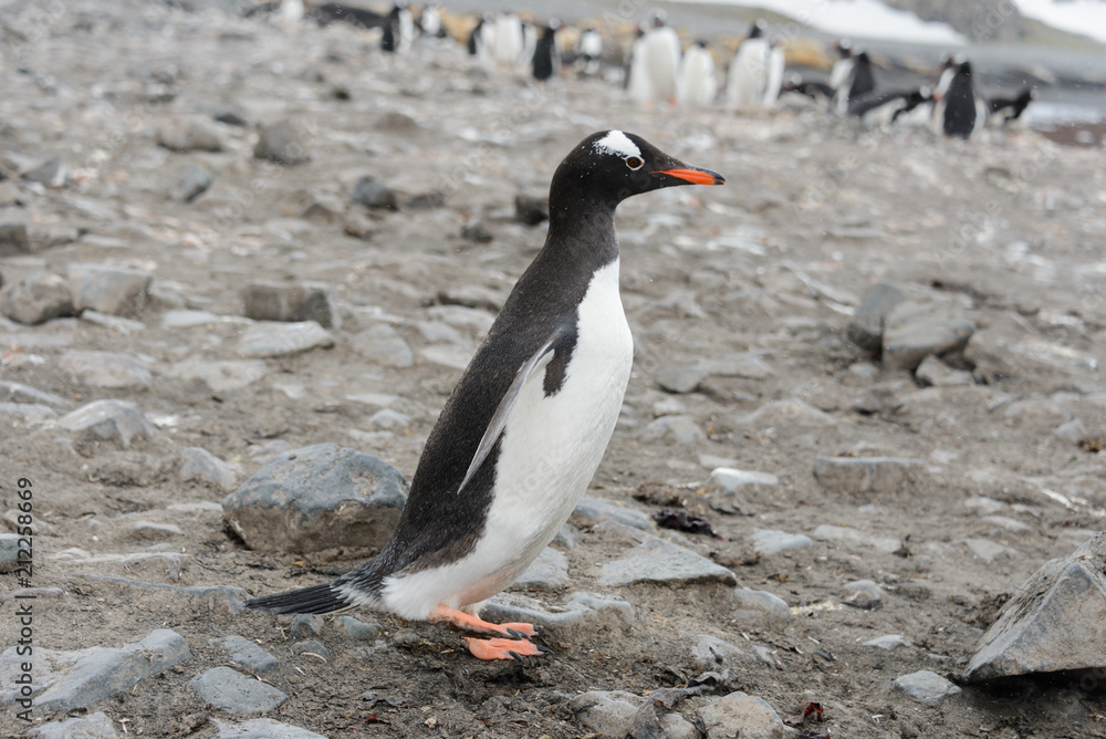 Naklejka premium Gentoo penguin on beach