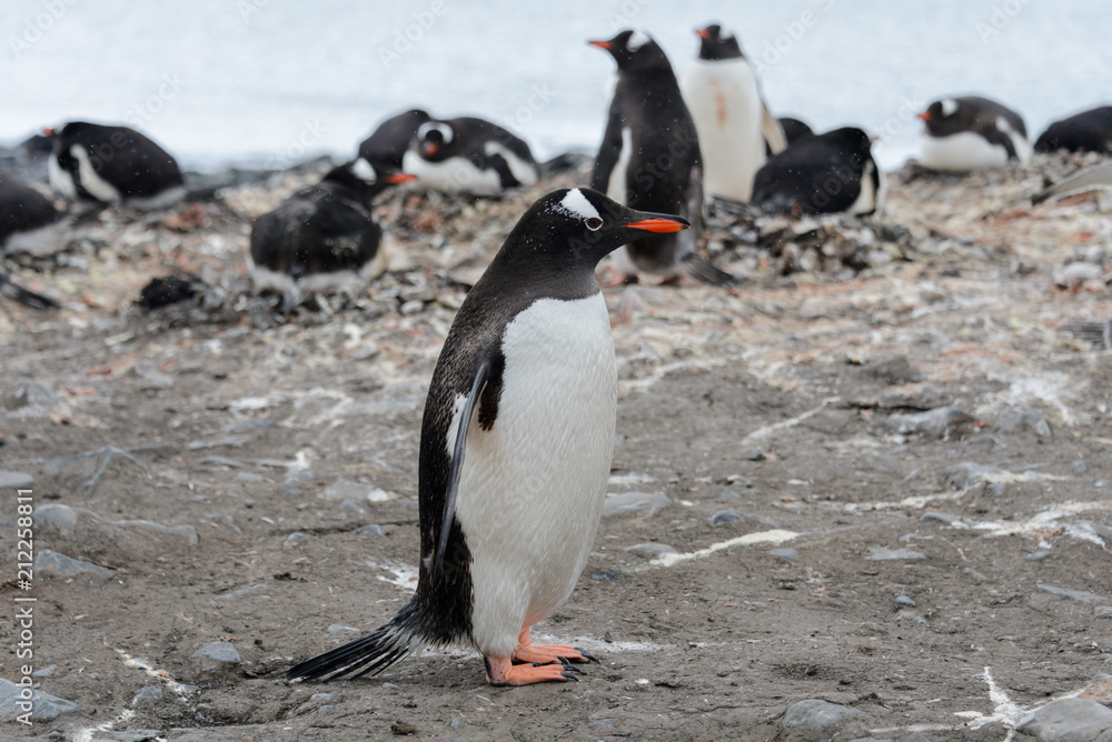 Fototapeta premium Gentoo penguin on beach