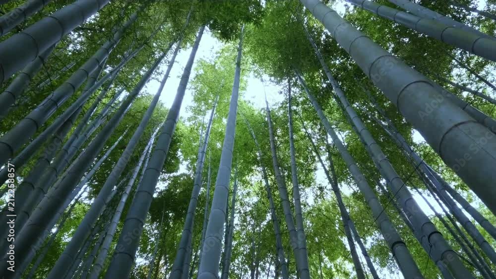 Walking through a Bamboo Forest in Japan - TOKYO / JAPAN - JUNE 17, 2018 Walking through a Bamboo Forest in Japan - TOKYO / JAPAN - JUNE 17, 2018